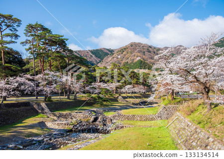 Cherry blossoms in Yoro Park, view from Matsukaze Bridge (Yoro Town, Yoro District, Gifu Prefecture) Cherry blossoms in Yoro Park, view from Matsukaze Bridge (Yoro Town, Yoro District, Gifu Prefecture) 133134514