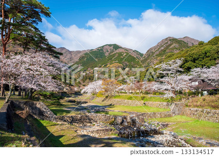 Cherry blossoms in Yoro Park, view from Matsukaze Bridge (Yoro Town, Yoro District, Gifu Prefecture) Cherry blossoms in Yoro Park, view from Matsukaze Bridge (Yoro Town, Yoro District, Gifu Prefecture) 133134517
