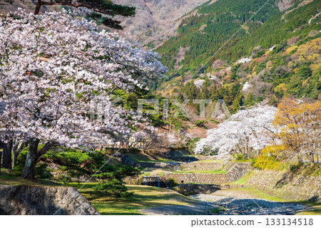 Cherry blossoms at Yoro Park (Yoro Town, Yoro District, Gifu Prefecture) Cherry blossoms at Yoro Park (Yoro Town, Yoro District, Gifu Prefecture) 133134518