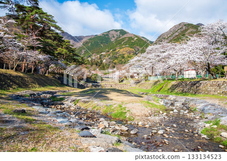 Cherry blossoms at Yoro Park (Yoro Town, Yoro District, Gifu Prefecture) 133134523