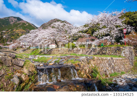 Cherry blossoms at Yoro Park (Yoro Town, Yoro District, Gifu Prefecture) 133134525