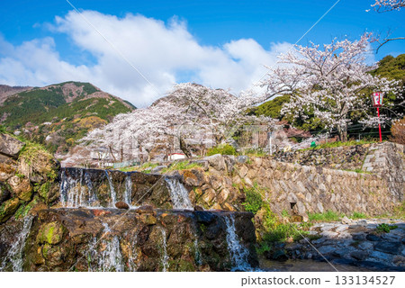 Cherry blossoms at Yoro Park (Yoro Town, Yoro District, Gifu Prefecture) Cherry blossoms at Yoro Park (Yoro Town, Yoro District, Gifu Prefecture) 133134527