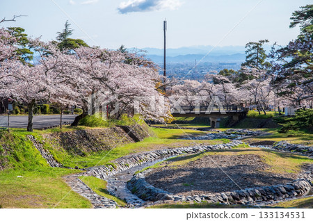 Cherry blossoms at Yoro Park (Yoro Town, Yoro District, Gifu Prefecture) 133134531