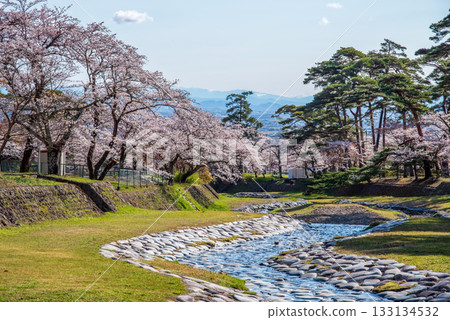 Cherry blossoms at Yoro Park (Yoro Town, Yoro District, Gifu Prefecture) 133134532