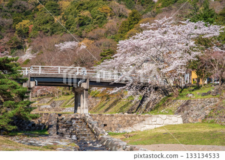Cherry blossoms at Yoro Park and Fudo Bridge (Yoro Town, Yoro District, Gifu Prefecture) 133134533