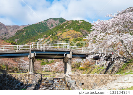 Cherry blossoms at Yoro Park and Fudo Bridge (Yoro Town, Yoro District, Gifu Prefecture) 133134534