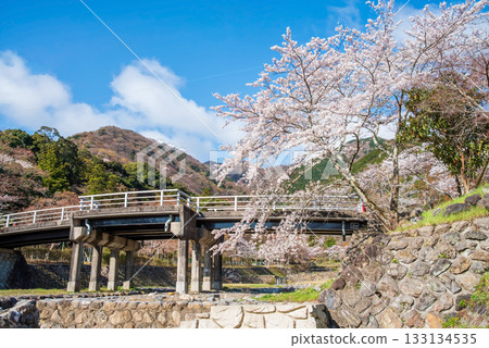 Cherry blossoms at Yoro Park and Fudo Bridge (Yoro Town, Yoro District, Gifu Prefecture) 133134535