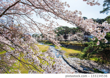 養老公園和不動橋的櫻花(岐阜縣養老郡養老町) 養老公園和不動橋的櫻花(岐阜縣養老郡養老町) 133134536