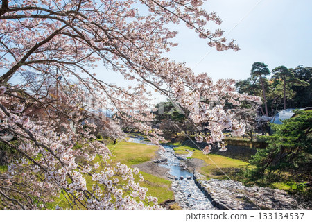 養老公園的櫻花（岐阜縣養老郡養老町） 133134537