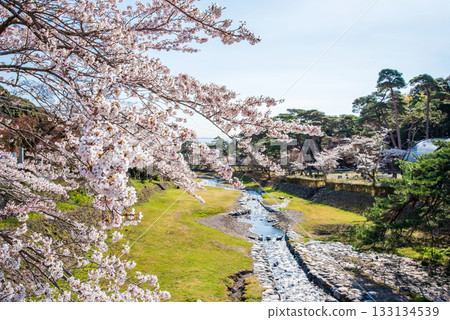 Cherry blossoms at Yoro Park (Yoro Town, Yoro District, Gifu Prefecture) 133134539