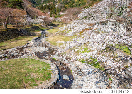 Cherry blossoms at Yoro Park (Yoro Town, Yoro District, Gifu Prefecture) 133134540