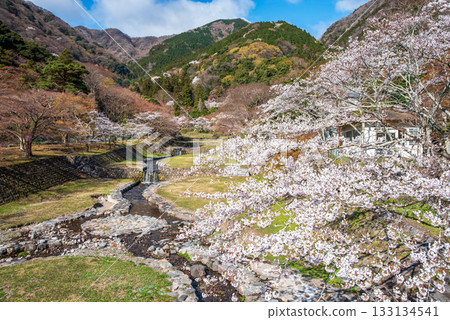 Cherry blossoms at Yoro Park (Yoro Town, Yoro District, Gifu Prefecture) 133134541