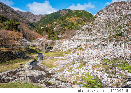 Cherry blossoms at Yoro Park (Yoro Town, Yoro District, Gifu Prefecture) 133134546