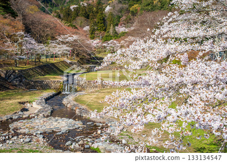Cherry blossoms at Yoro Park (Yoro Town, Yoro District, Gifu Prefecture) 133134547