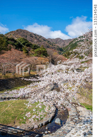 Cherry blossoms at Yoro Park (Yoro Town, Yoro District, Gifu Prefecture) Cherry blossoms at Yoro Park (Yoro Town, Yoro District, Gifu Prefecture) 133134548