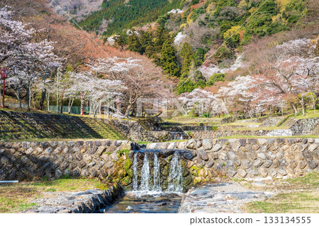 Cherry blossoms at Yoro Park (Yoro Town, Yoro District, Gifu Prefecture) Cherry blossoms at Yoro Park (Yoro Town, Yoro District, Gifu Prefecture) 133134555