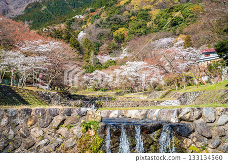 Cherry blossoms at Yoro Park (Yoro Town, Yoro District, Gifu Prefecture) 133134560