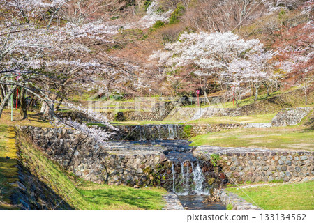 Cherry blossoms at Yoro Park (Yoro Town, Yoro District, Gifu Prefecture) Cherry blossoms at Yoro Park (Yoro Town, Yoro District, Gifu Prefecture) 133134562