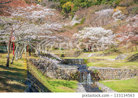 Cherry blossoms at Yoro Park (Yoro Town, Yoro District, Gifu Prefecture) Cherry blossoms at Yoro Park (Yoro Town, Yoro District, Gifu Prefecture) 133134563