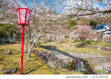 Cherry blossoms at Yoro Park (Yoro Town, Yoro District, Gifu Prefecture) Cherry blossoms at Yoro Park (Yoro Town, Yoro District, Gifu Prefecture) 133134565
