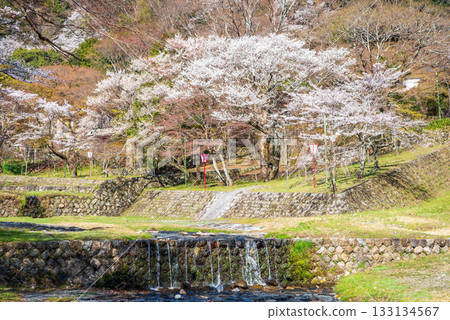 Cherry blossoms at Yoro Park (Yoro Town, Yoro District, Gifu Prefecture) 133134567