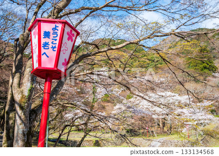 Cherry blossoms at Yoro Park (Yoro Town, Yoro District, Gifu Prefecture) Cherry blossoms at Yoro Park (Yoro Town, Yoro District, Gifu Prefecture) 133134568