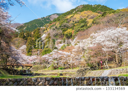 Cherry blossoms at Yoro Park (Yoro Town, Yoro District, Gifu Prefecture) Cherry blossoms at Yoro Park (Yoro Town, Yoro District, Gifu Prefecture) 133134569