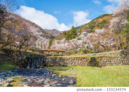 Cherry blossoms at Yoro Park and Togetsukyo Bridge (Yoro Town, Yoro County, Gifu Prefecture) 133134574