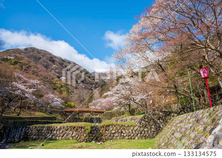 Cherry blossoms at Yoro Park (Yoro Town, Yoro District, Gifu Prefecture) Cherry blossoms at Yoro Park (Yoro Town, Yoro District, Gifu Prefecture) 133134575