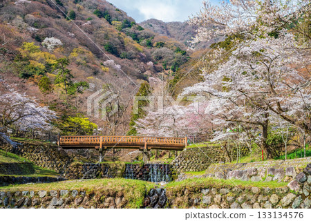 Cherry blossoms at Yoro Park and Togetsukyo Bridge (Yoro Town, Yoro County, Gifu Prefecture) Cherry blossoms at Yoro Park and Togetsukyo Bridge (Yoro Town, Yoro County, Gifu Prefecture) 133134576
