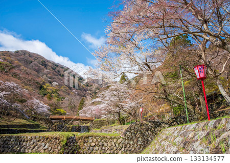 Cherry blossoms at Yoro Park (Yoro Town, Yoro District, Gifu Prefecture) Cherry blossoms at Yoro Park (Yoro Town, Yoro District, Gifu Prefecture) 133134577