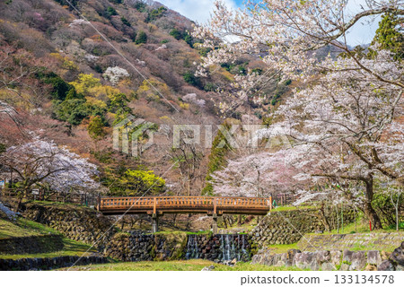 Cherry blossoms at Yoro Park and Togetsukyo Bridge (Yoro Town, Yoro County, Gifu Prefecture) Cherry blossoms at Yoro Park and Togetsukyo Bridge (Yoro Town, Yoro County, Gifu Prefecture) 133134578