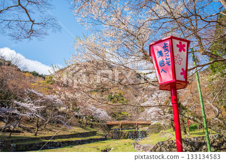 Cherry blossoms at Yoro Park (Yoro Town, Yoro District, Gifu Prefecture) 133134583