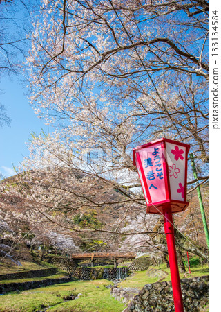 Cherry blossoms at Yoro Park (Yoro Town, Yoro District, Gifu Prefecture) 133134584
