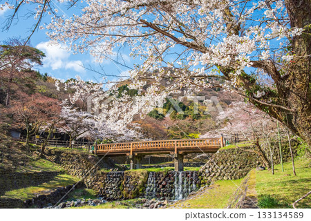 養老公園和渡月橋的櫻花(岐阜縣養老郡養老町) 養老公園和渡月橋的櫻花(岐阜縣養老郡養老町) 133134589