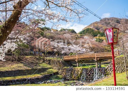 Cherry blossoms at Yoro Park and Togetsukyo Bridge (Yoro Town, Yoro County, Gifu Prefecture) Cherry blossoms at Yoro Park and Togetsukyo Bridge (Yoro Town, Yoro County, Gifu Prefecture) 133134591