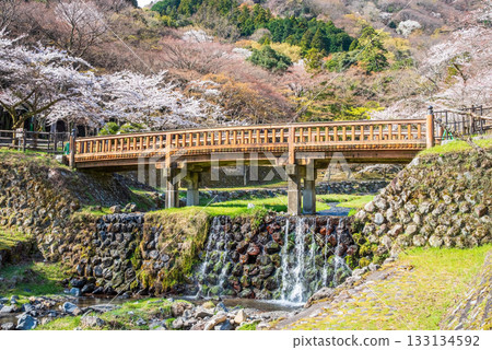 Cherry blossoms at Yoro Park and Togetsukyo Bridge (Yoro Town, Yoro County, Gifu Prefecture) 133134592