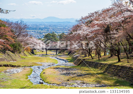 Cherry blossoms at Yoro Park (Yoro Town, Yoro District, Gifu Prefecture) 133134595
