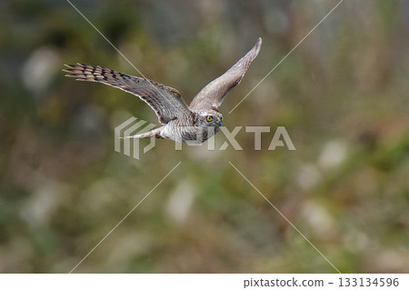 A young sparrowhawk coming towards us 133134596