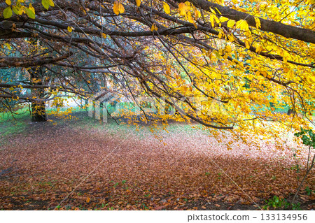 AUTUMN Leaf COLOR IN THE PUBLIC PARK of Como (or Milan, or Turin, or Florence, or Rome)) 133134956