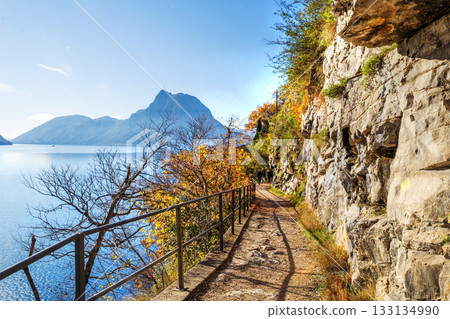 Olive trail on Lake Lugano next to Lugano city Olive trail on Lake Lugano next to Lugano city 133134990