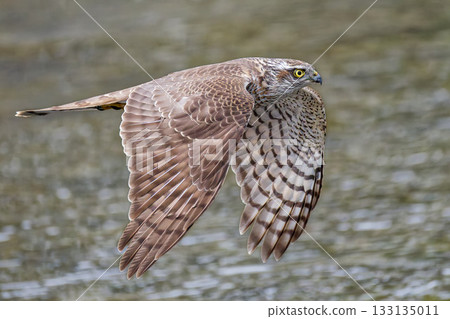 A young sparrowhawk flies in front of me A young sparrowhawk flies in front of me 133135011