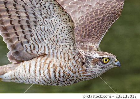 Close-up of a young Sparrowhawk in flight 133135012
