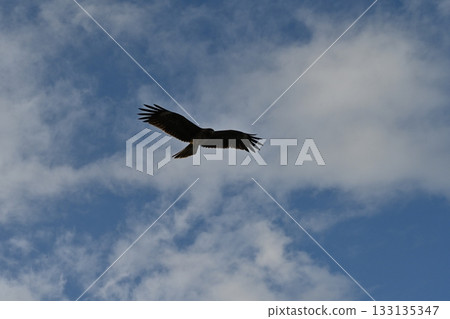 Birds flying in the sky 133135347