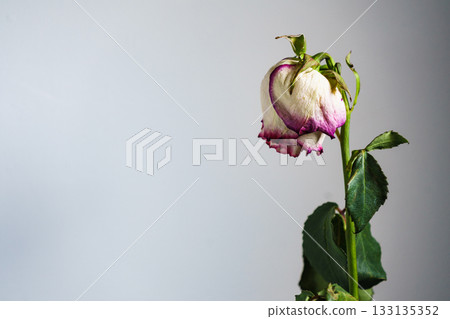 Dried withered rose flower on wall background Dried withered rose flower on wall background 133135352