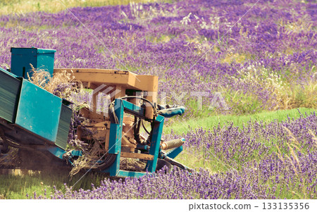 Tractor working on lavender field. Harvest time Tractor working on lavender field. Harvest time 133135356