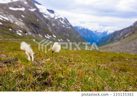 Flowers and mountain view from Gamle Strynefjellsvegen Norway 133135381