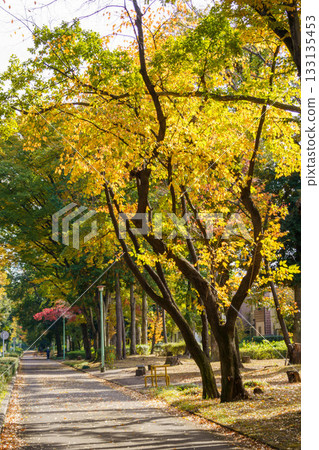 秋葉街道樹Zelkova 秋葉街道樹Zelkova 133135453
