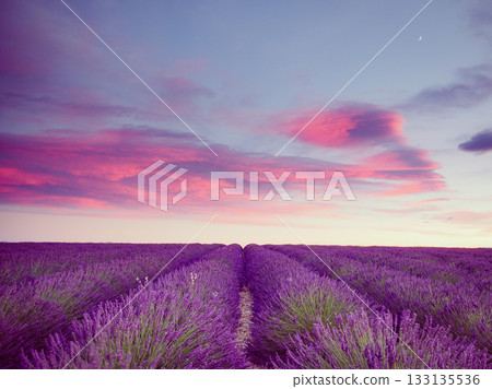Lavender field at sunset. Provence France 133135536