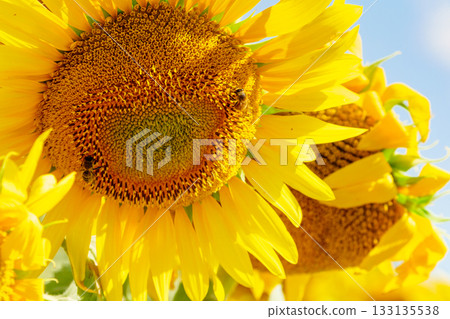 Blooming sunflower with honey bee 133135538